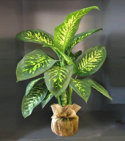 difenbahia